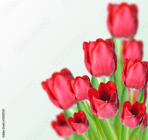 Abstract photo collage of red tulips