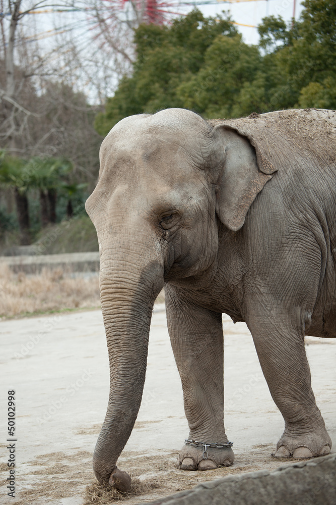 Elefant Elefant