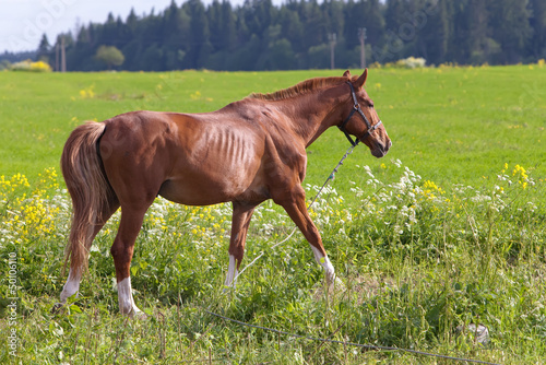 horse on a meadow in a bright sunny day