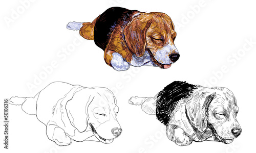 Beagle is laying down and almost fallen asleep.