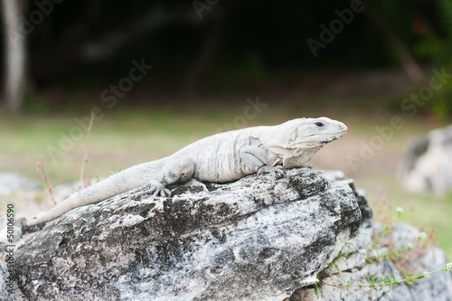 Mexican iguana sitting on the stone ruins