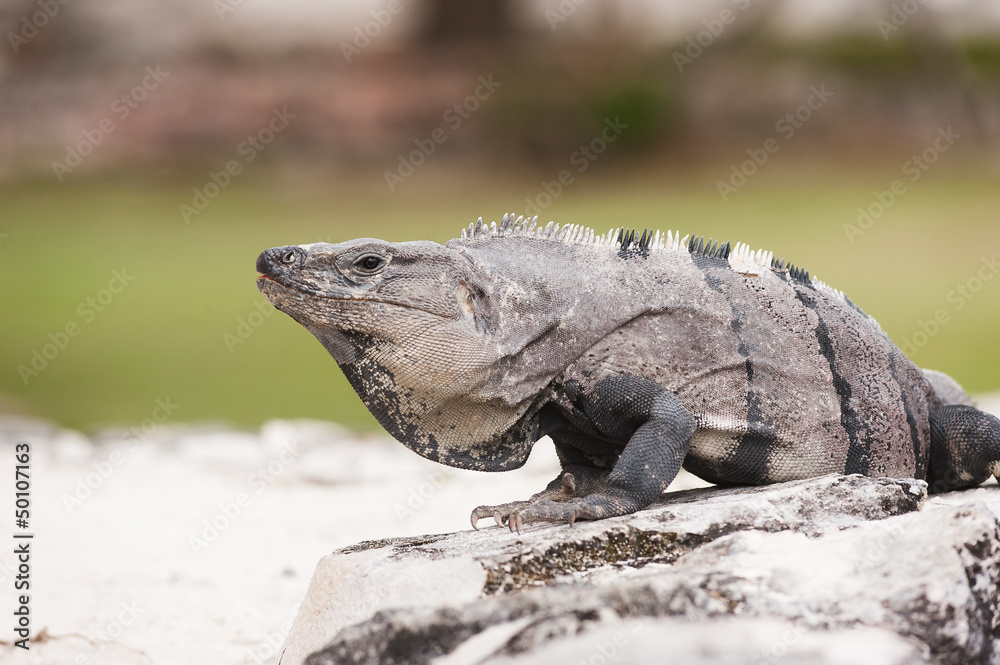 Fototapeta premium Mexican iguana sitting on the stone ruins