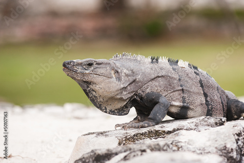 Mexican iguana sitting on the stone ruins