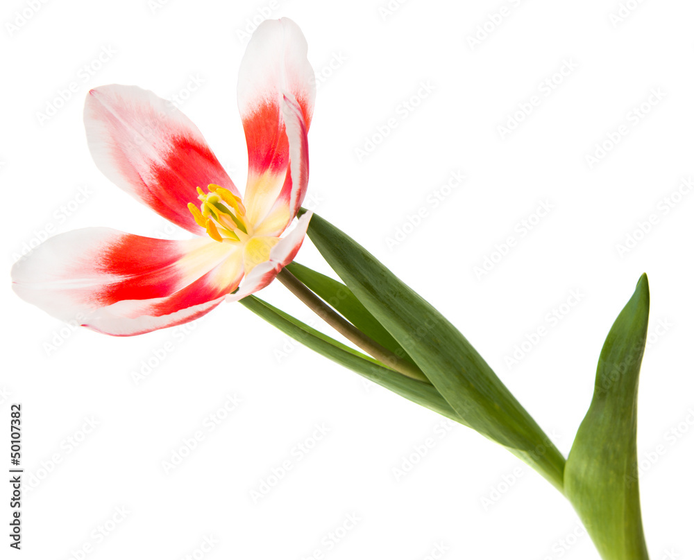 Fototapeta premium tulip isolated