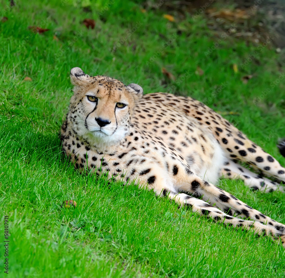 Fototapeta premium Beautiful cheetah