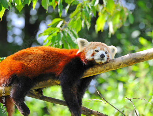 Fotografie Red panda on tree