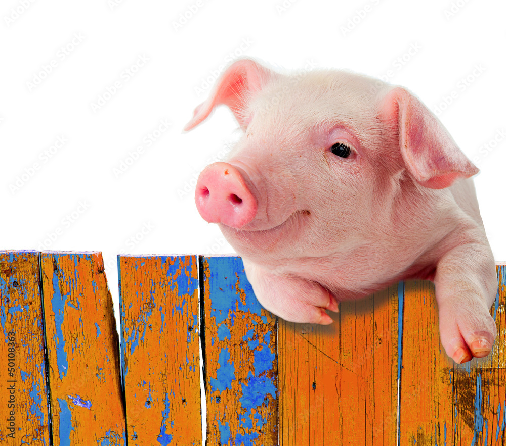 Funny pig hanging on a fence.  Isolated on white background. - obrazy, fototapety, plakaty 