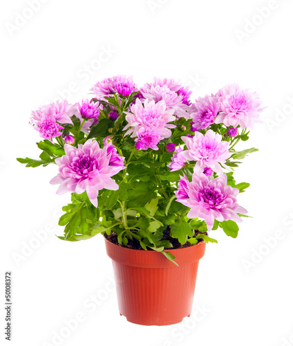 Chrysanthemum in a pot. Isolated on white background.