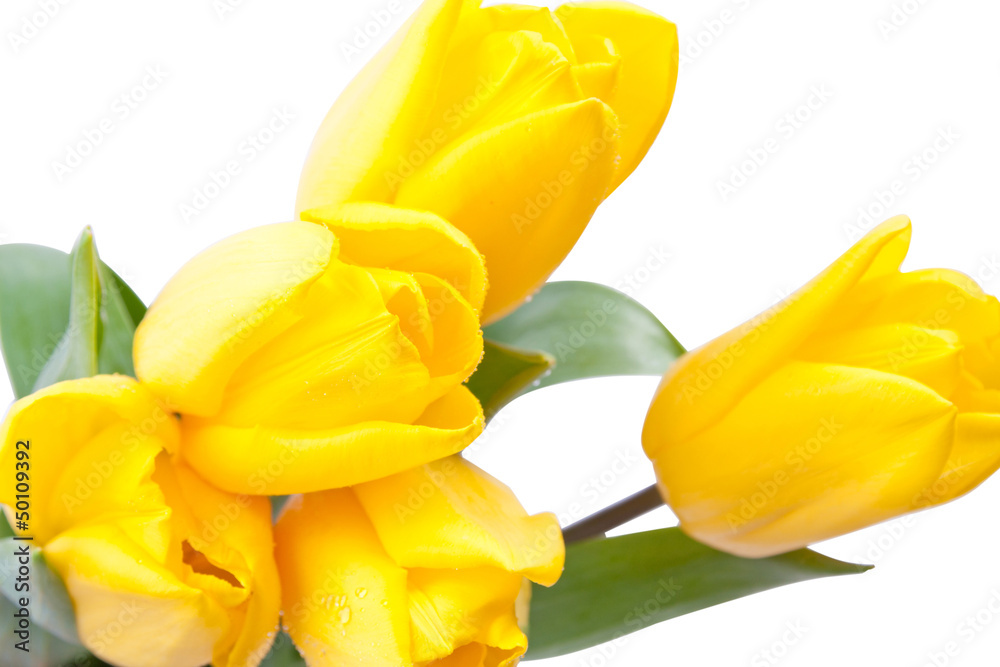 Obraz premium yellow, fresh tulips