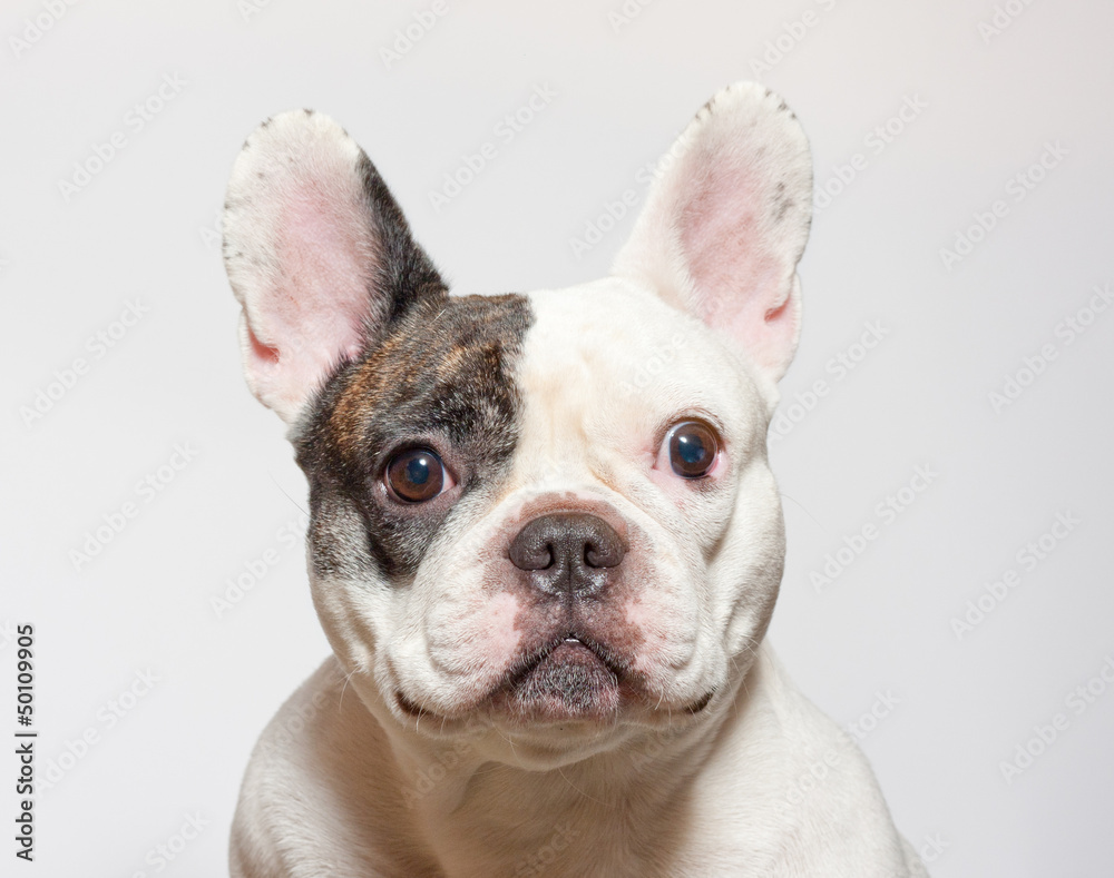 French bulldog portrait on  white