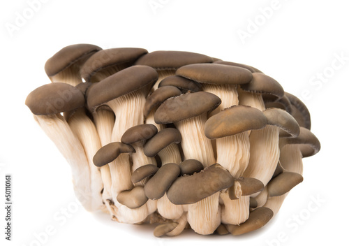 oyster mushrooms isolated