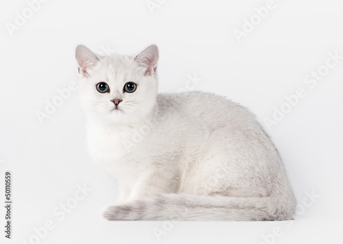 small silver british kitten on white background © dionoanomalia
