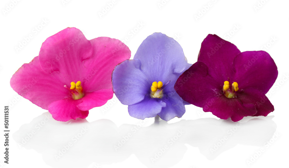 Obraz premium Bright saintpaulia flowers, isolated on white