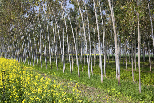 eucalyptus trees and mustard crop