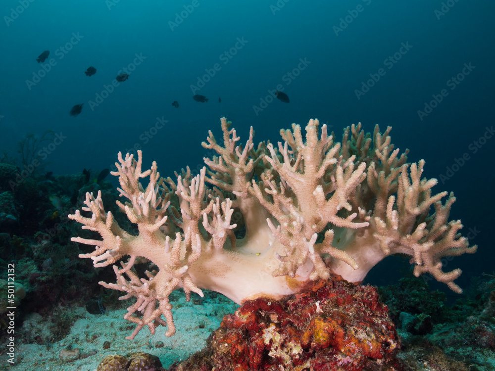 Obraz premium Pumpende Weichkoralle, Soft coral (Sinularia polydactila)