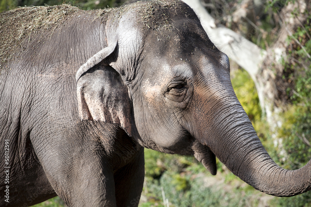 Fototapeta premium Elefante, Asia