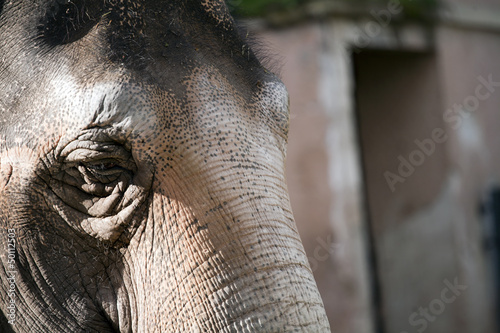 Elefante, Asia photo