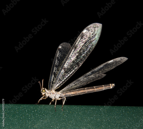 Libellule