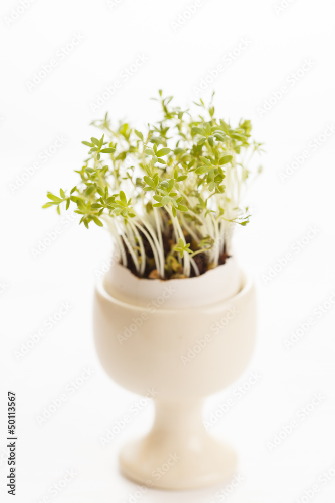 watercress in the egg watercress in the egg