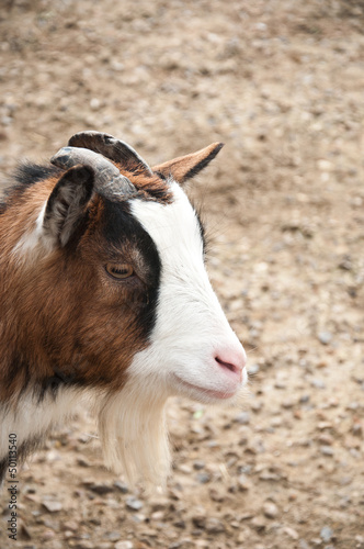 chèvre