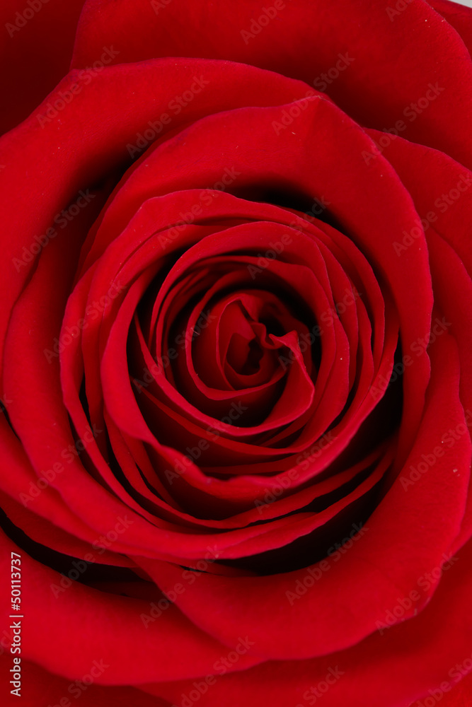red rose red rose