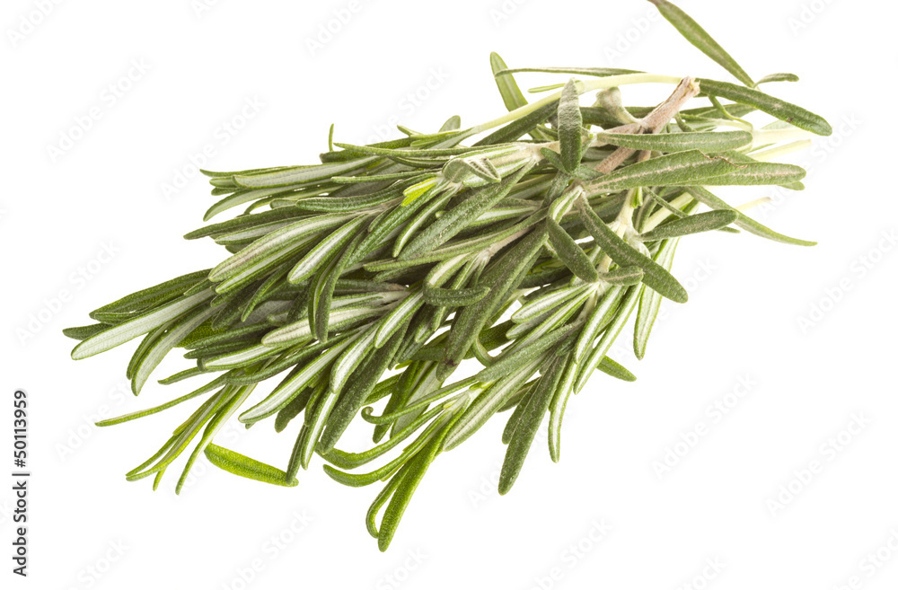 Fototapeta premium Rosemary