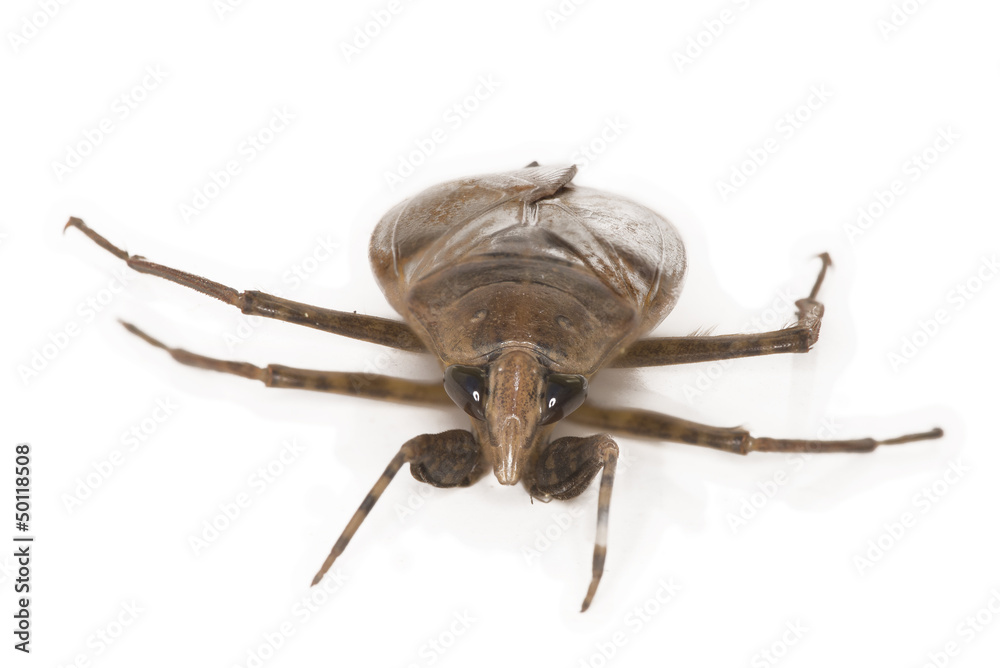 Giant Water Bug Giant Water Bug