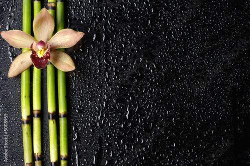 Macro of orchid and bamboo grove on wet black background © brother wang