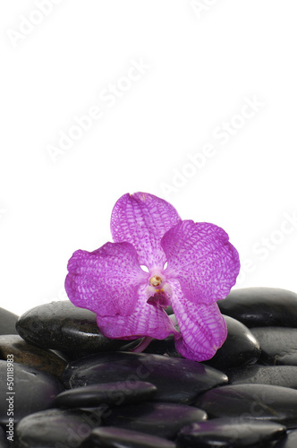 Macro of pink orchid with black pebble