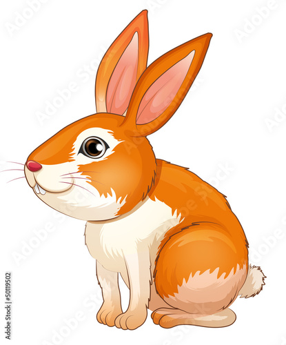 A fat bunny