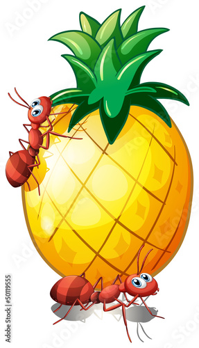 Two ants in a pineapple fruit