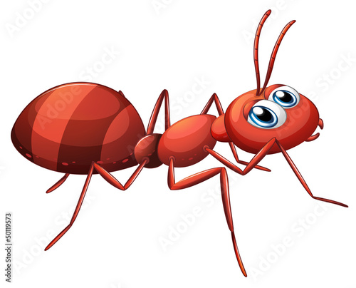 A stripe ant