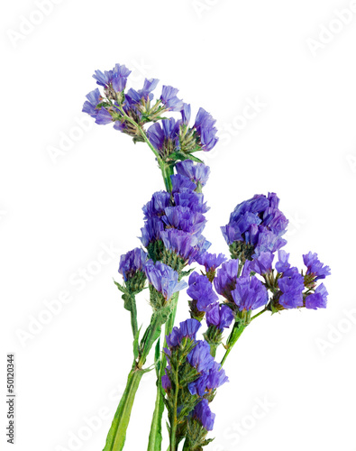 Blue Statice Flower photo