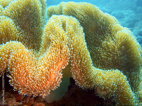 Soft coral  Philippine sea