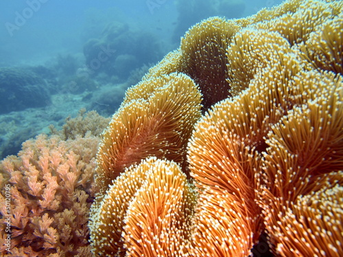 Soft coral, Philippine sea