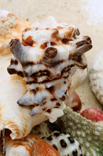 Conch Shells and Corals Pieces
