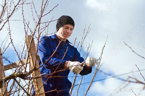 Young man pruning apricot branches using ladder