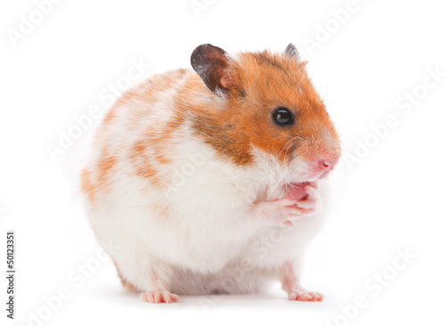 Brown hamster