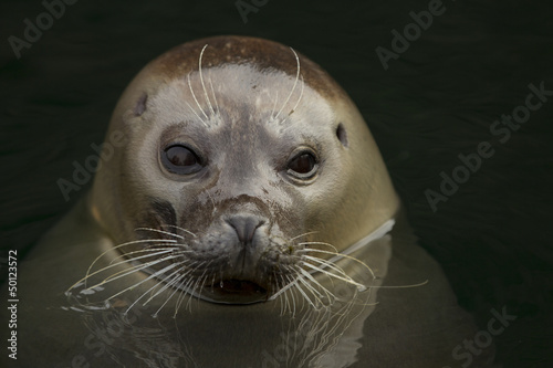 harbor seal - portrait