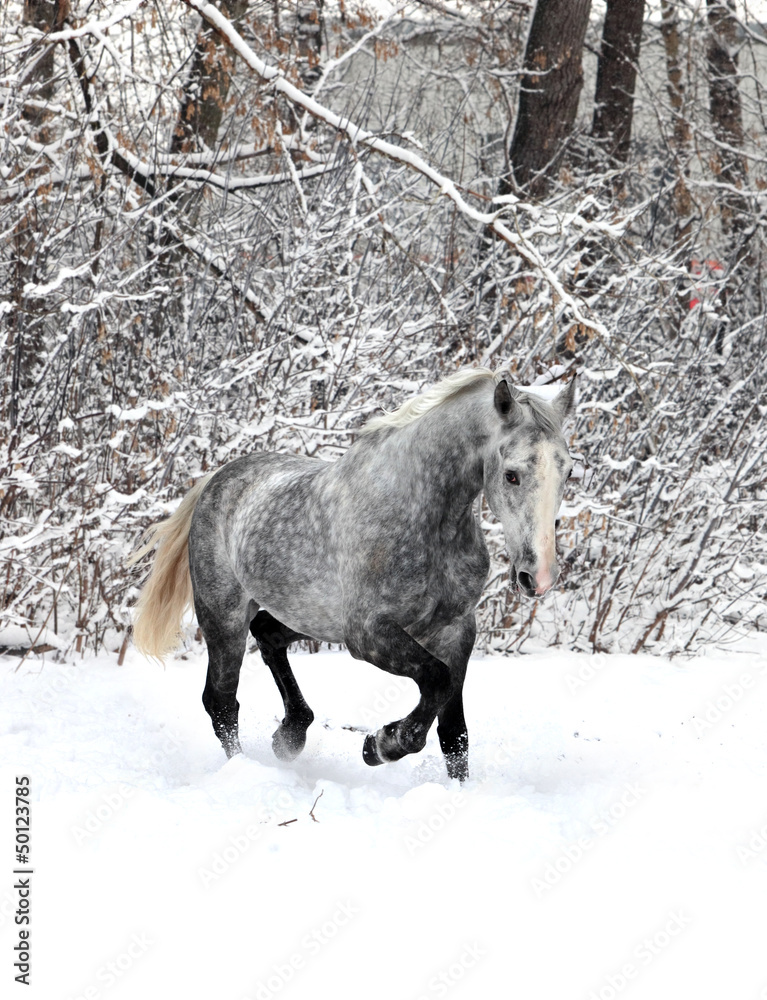 Skipping horse on a winter wood background Skipping horse on a winter wood background