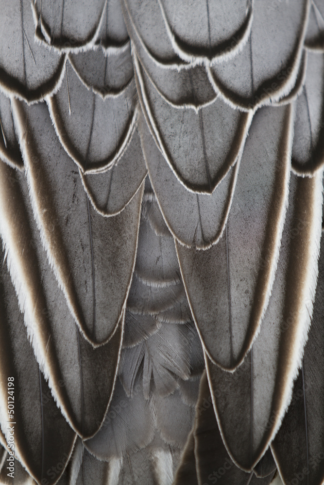 Obraz premium feathers - abstract background