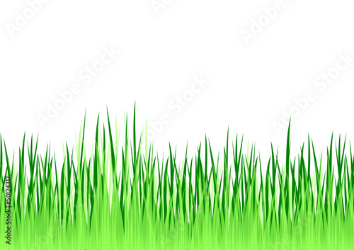 Wiese
