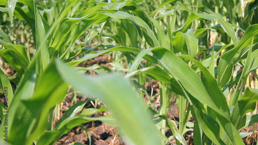 Irrigation of corn fields Irrigation of corn fields