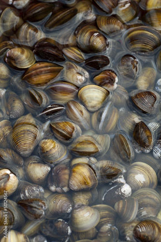 Clams in water