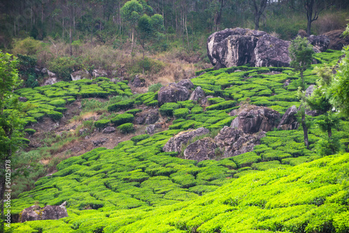 Tea plantations, Kerala, India