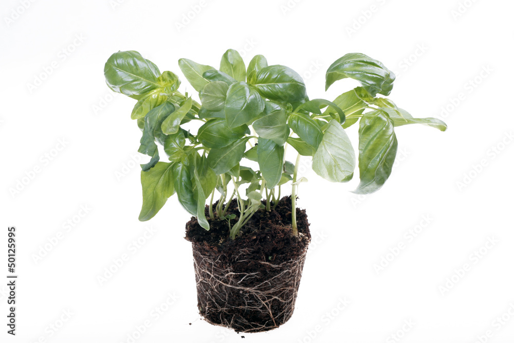 basilico basilico