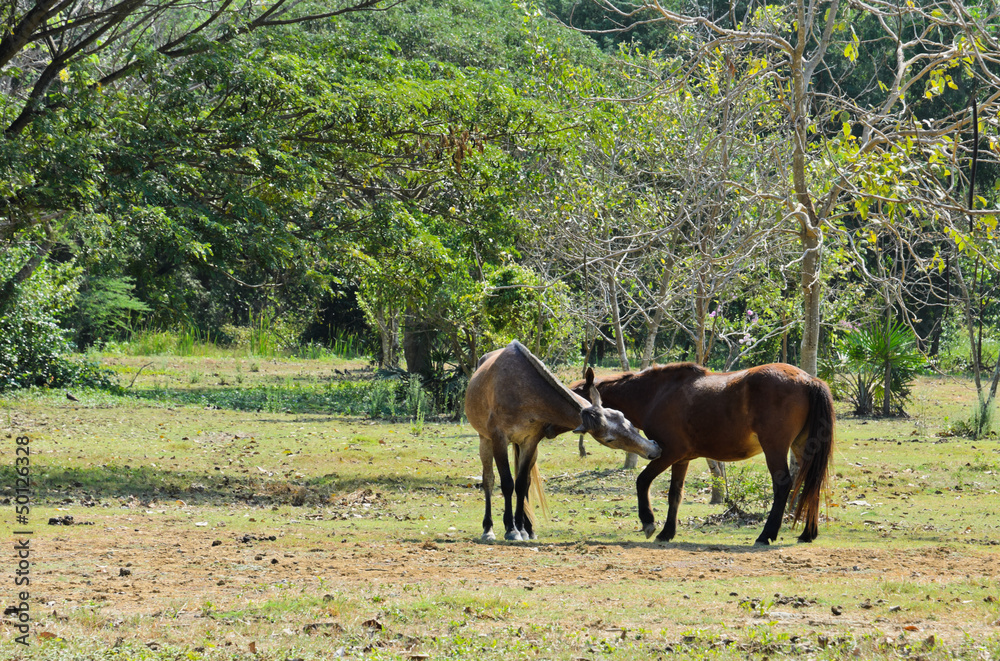 Two horses playing in field Two horses playing in field
