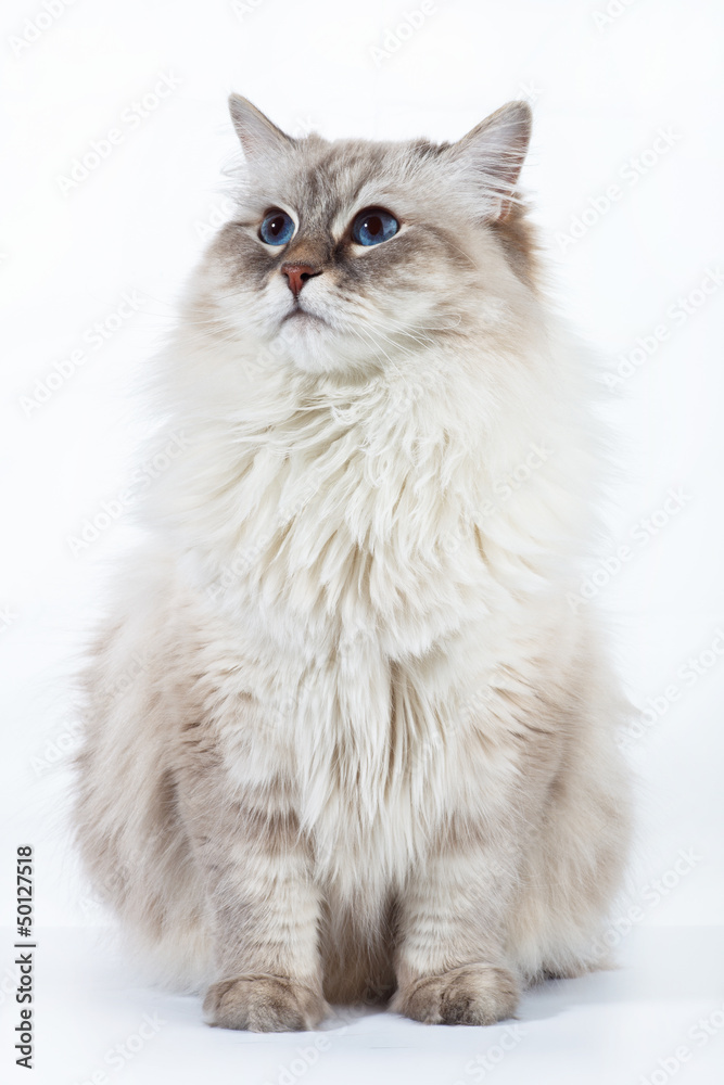 Neva Masquerade adult cat on white background. Neva Masquerade adult cat on white background.