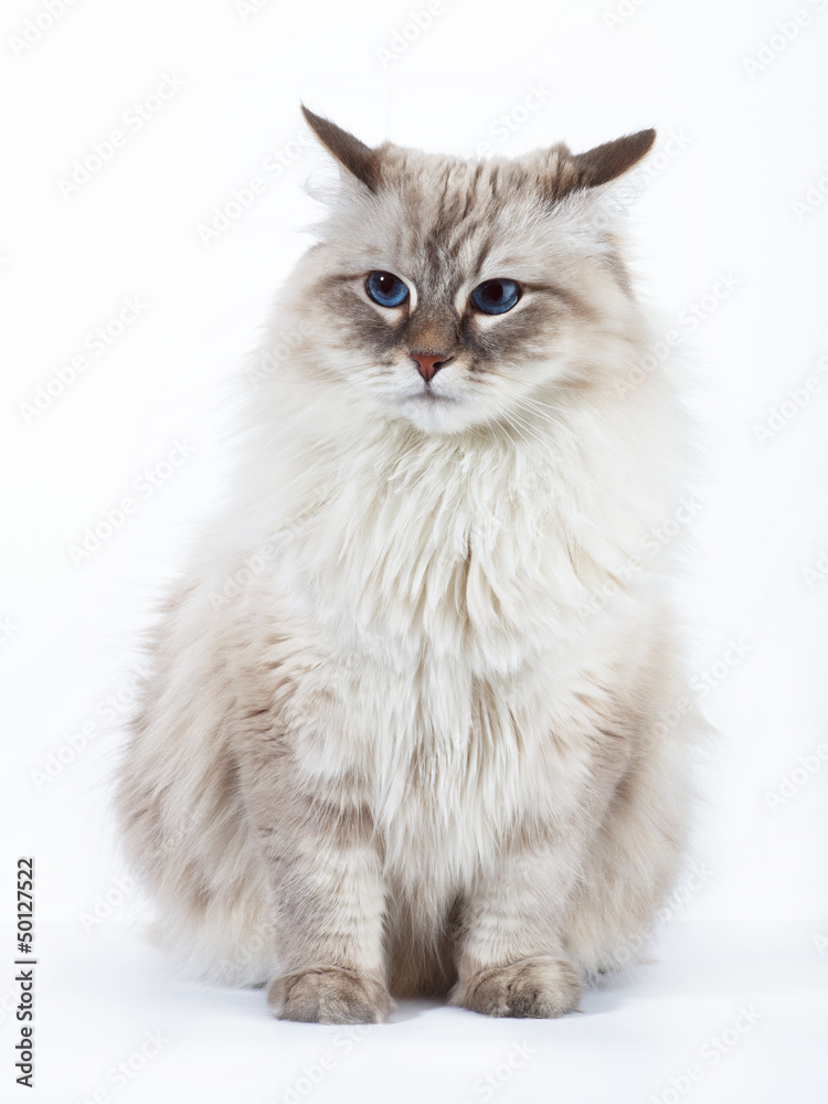 Neva Masquerade adult cat on white background.