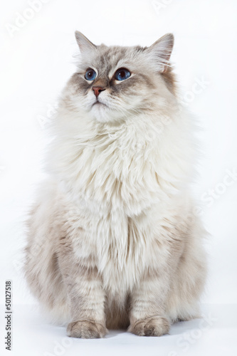 Foto Neva Masquerade adult cat on white background.